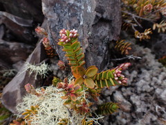 Veronica decumbens