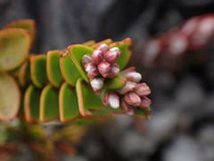 Veronica decumbens