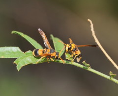 Anterhynchium nigrocinctum