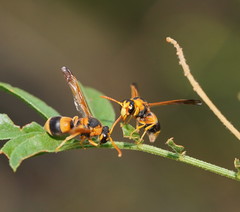 Anterhynchium nigrocinctum