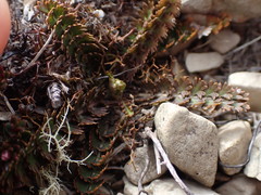Anisotome aromatica