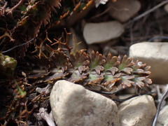 Anisotome aromatica