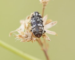 Diphucrania notulata