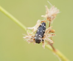 Diphucrania notulata