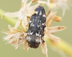 Diphucrania notulata