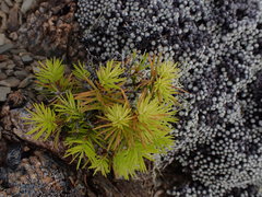 Leptecophylla juniperina