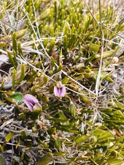 Carmichaelia corrugata