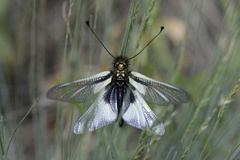 Libelloides coccajus