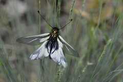 Libelloides coccajus