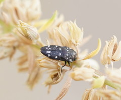 Diphucrania notulata