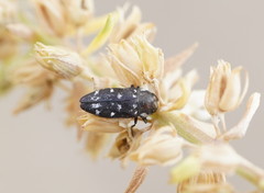 Diphucrania notulata