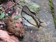 Polyura nepenthes