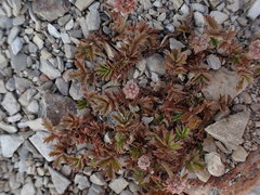 Acaena anserinifolia