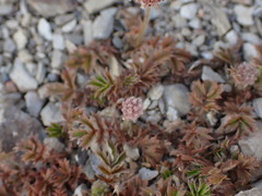 Acaena anserinifolia