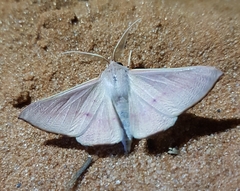 Oenochroma