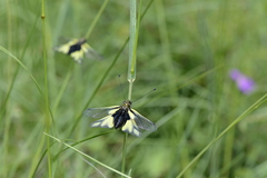 Libelloides coccajus