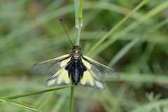 Libelloides coccajus