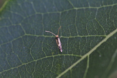 Isocorypha mediostriatella