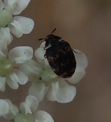 Anthrenus fuscus