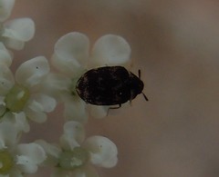 Anthrenus fuscus
