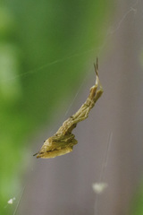 Uloborus barbipes