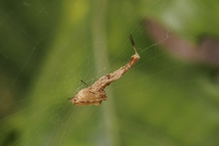 Uloborus barbipes