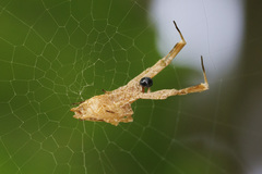 Uloborus barbipes