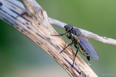 Diptera