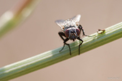 Diptera