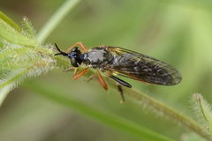Dioctria rufipes