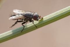 Diptera