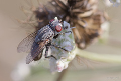 Diptera