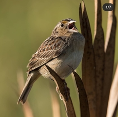 Ammodramus savannarum floridanus