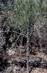 Euphorbia tirucalli