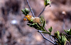 Gnidia daphnaefolia