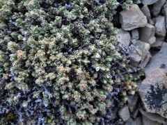 Pimelea mesoa mesoa