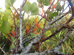 Psittacanthus dichrous