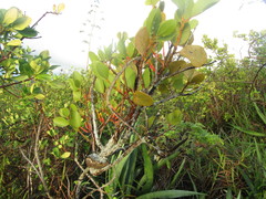 Psittacanthus dichrous