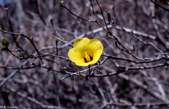 Hibiscus bernieri
