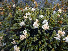 Pimelea traversii traversii
