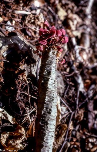 Euphorbia denisiana image