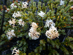 Pimelea traversii traversii