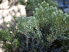 Brachyglottis cassinioides