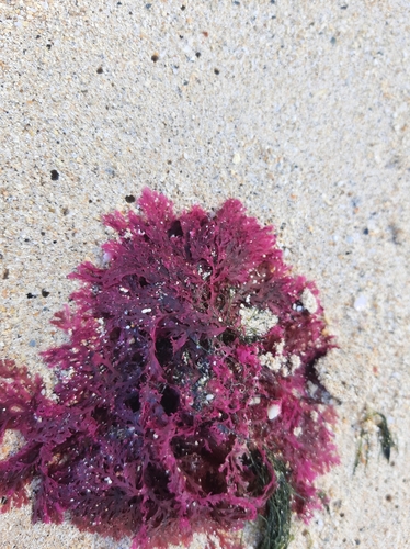 Plocamium sandvicense observed 2022-01-26