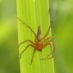 Oxyopes papuanus