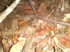 Litoria revelata