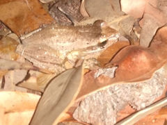 Litoria revelata