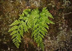 Asplenium onopteris