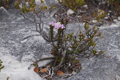 Chaenostoma subspicatum