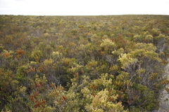 Passerina paleacea